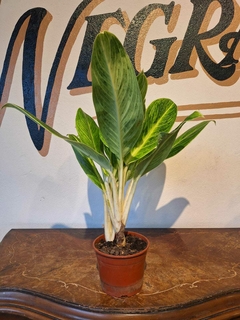 Aglaonema King of Siam - M15 - Flores Negras Plantas