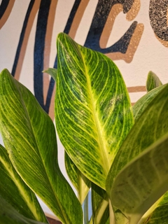 Aglaonema King of Siam - M15