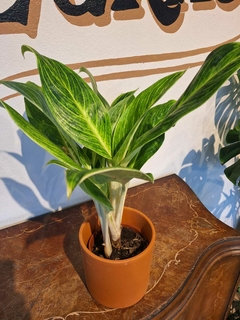 Aglaonema King of Siam - M15 - comprar online