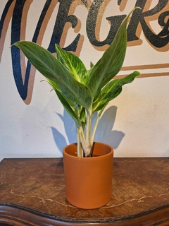 Aglaonema King of Siam - M15 en internet