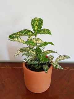 Godsefina en internet