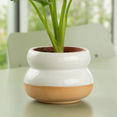 Hula - Maceta Bocha - Flores Negras Plantas