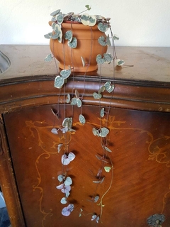 Ceropegia - Rosa - M12 - Flores Negras Plantas