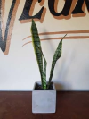 Sansivieria Trisfasciata - S12