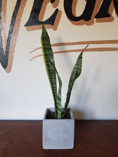 Sansivieria Trisfasciata - S12