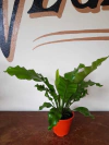 Helecho Asplenium - M12 - Flores Negras Plantas