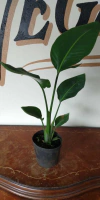 Strelitzia Nicolai - 3Litros