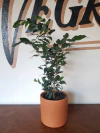 Ficus Benjamina Daniela - 5L