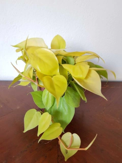 Cordatum Lemon - M12 - Flores Negras Plantas
