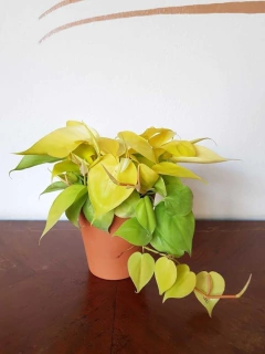 Cordatum Lemon - M12