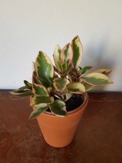 Peperomia Magnolifolia Variegata - M12