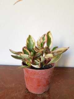 Peperomia Magnolifolia Variegata - M12 - Flores Negras Plantas