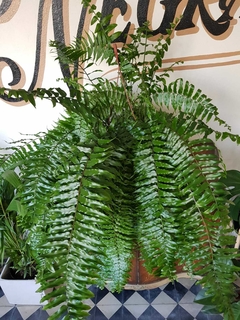 Helecho Dryopteris affinis (Macho) - M27 en internet
