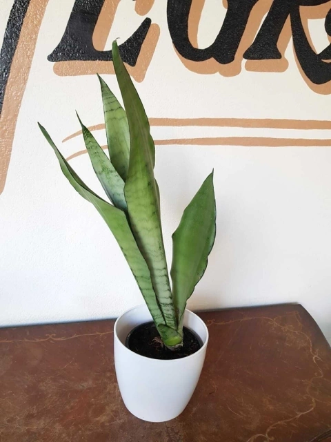 Sansiviera Silver - M15