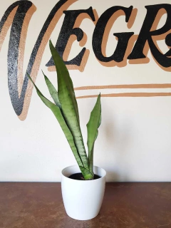 Sansiviera Silver - M15 en internet