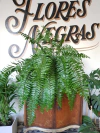 Helecho Dryopteris affinis (Macho) - M27