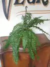 Helecho Dryopteris affinis (Macho) - M16