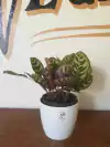Calathea Makoyana - 3L