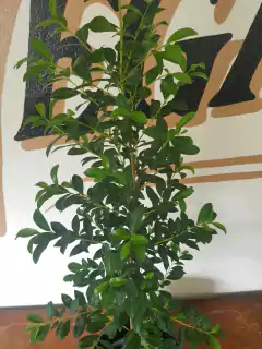 Eugenia - 3L - comprar online