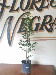 Eugenia - 3L - Flores Negras Plantas