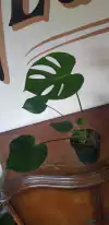 Monstera Deliciosa - M15