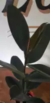 Gomero Cabernet - Ficus Elastica - M15