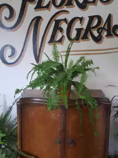 Helecho Emerald Queen - M15