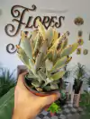 Crasa Kalanchoe tomentosa (Oreja de conejo) - M12