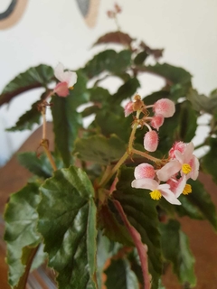 Begonia Corazón de estudiante - M12 - tienda online