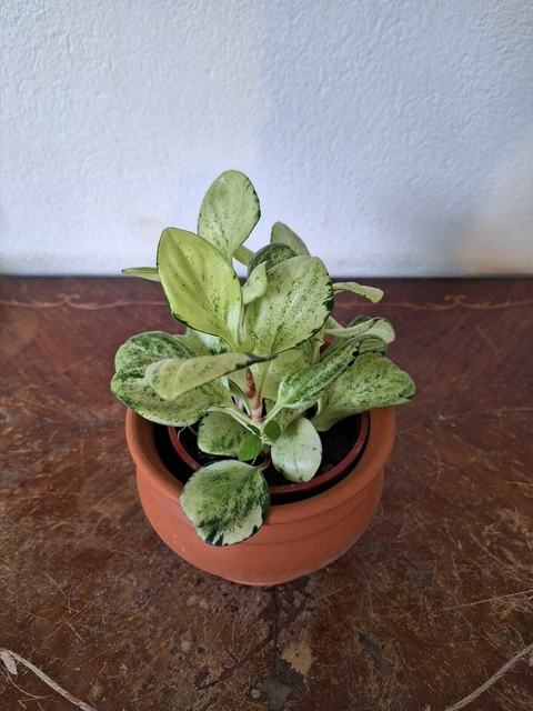 Peperomia Magnolifolia Albina - M11