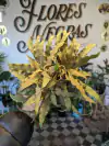 Cryptanthus - Plata - M11