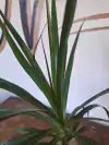 Marginata - S14
