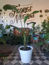 Strelitzia Nicolai - 15L