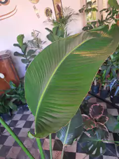 Strelitzia Nicolai - 15L en internet