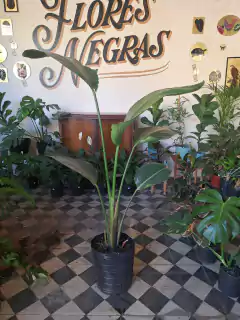 Strelitzia Nicolai - 15L - Flores Negras Plantas