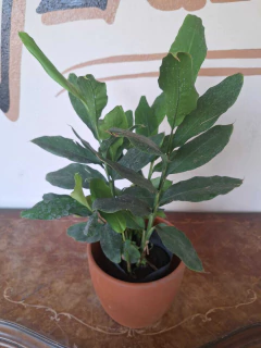 Falsa Canela - 3L - comprar online