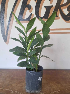 Falsa Canela - 3L - tienda online