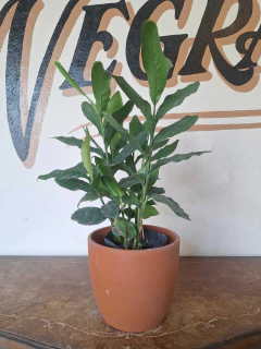 Falsa Canela - 3L - Flores Negras Plantas
