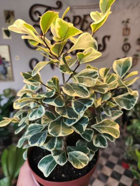 Ficus Triangularis - M13 - comprar online