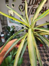 Yuca Variegada con Tronco - M14 - comprar online