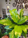 Spathiphyllum - M15 - comprar online