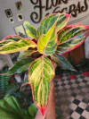 Aglaonema Pink - M14 - comprar online