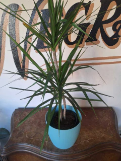 Marginata - E7 - Flores Negras Plantas