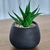 Maceta con Planta - comprar online