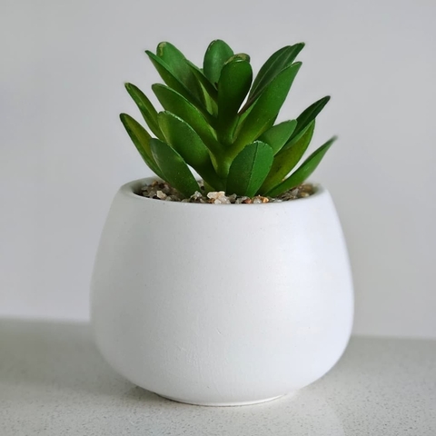 Maceta con Planta