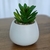 Maceta con Planta en internet