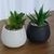 Maceta con Planta - Eleven Shop