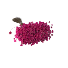 Sempre Viva de 12 grs aproximadamente 150 Florzinhas cor Pink - comprar online
