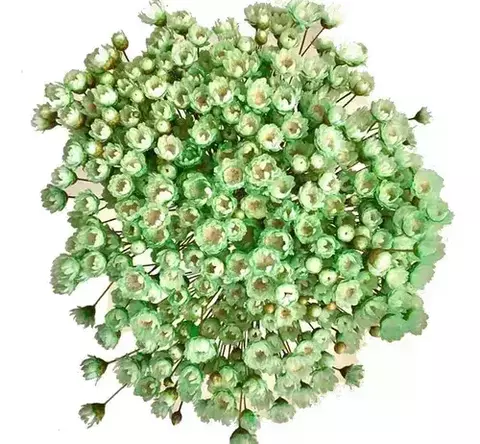 Sempre Viva de 12 grs aproximadamente 150 Florzinhas cor Verde Claro