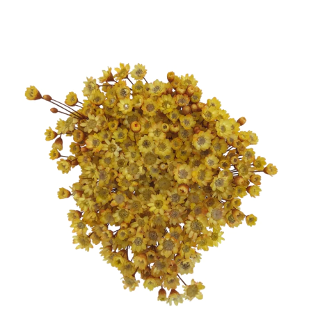 Sempre Viva de 12 grs aproximadamente 150 Florzinhas cor Amarelo